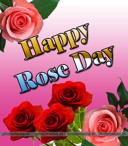 rose day image hd rose day image hd