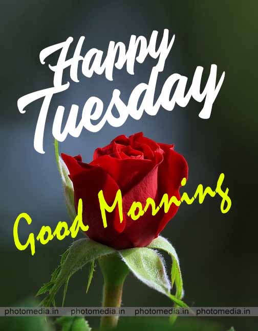 Good Morning  Good morning tuesday images, Good evening messages, Happy  tuesday quotes