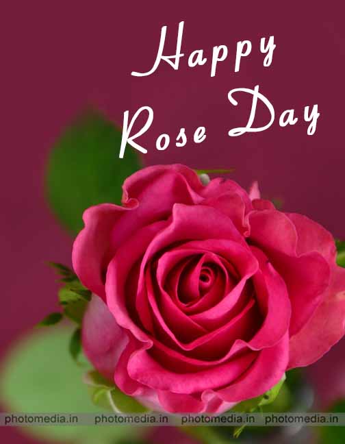 rose day image for love rose day image for love