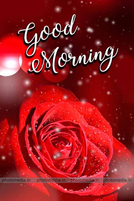 good morning Red Rose
