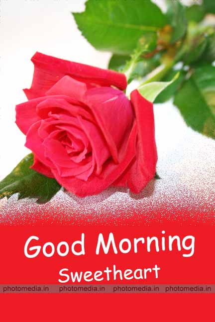 good morning images beautiful rose