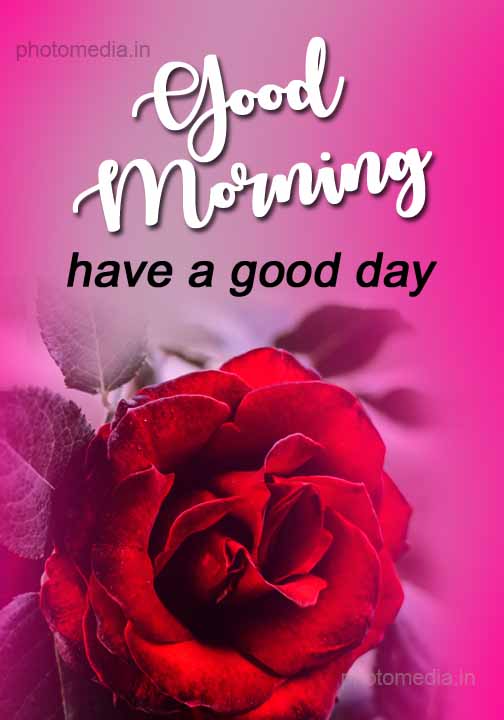good morning have nice day rose