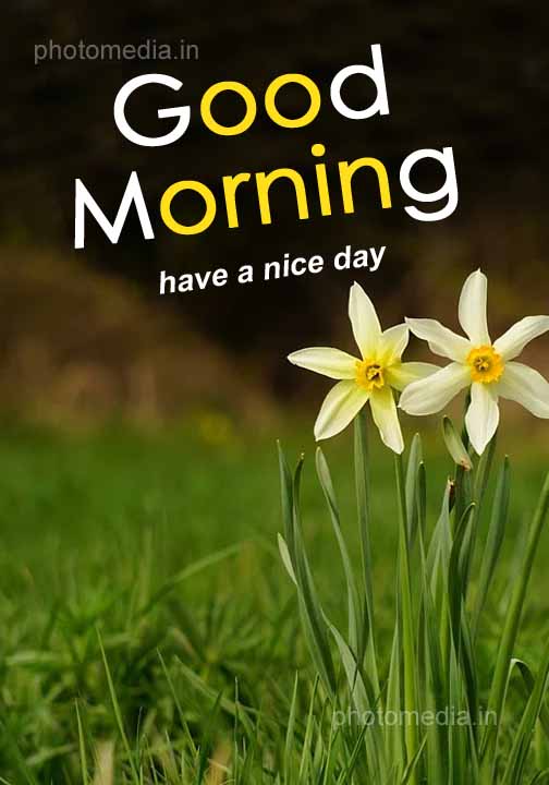 nice day wishes