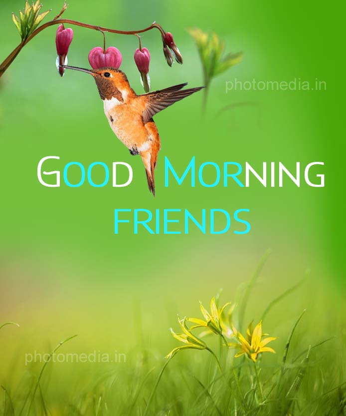 good morning friends wishes